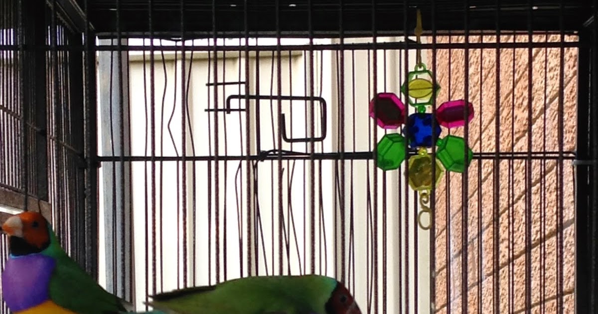 Parrot Breeding: Gouldian Finches - Females